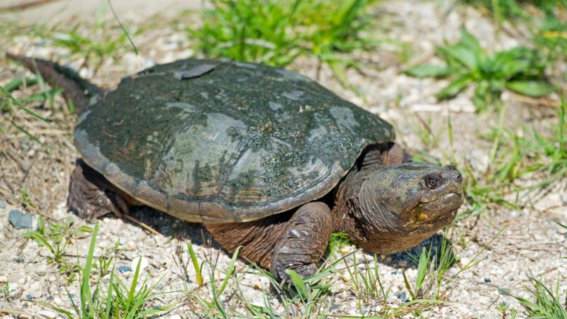 Snapping Turtles