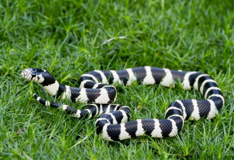What Animals Eat Snakes