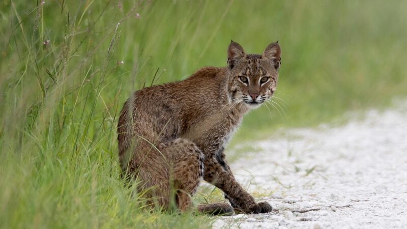 What Can Bobcat Poop Tell Us