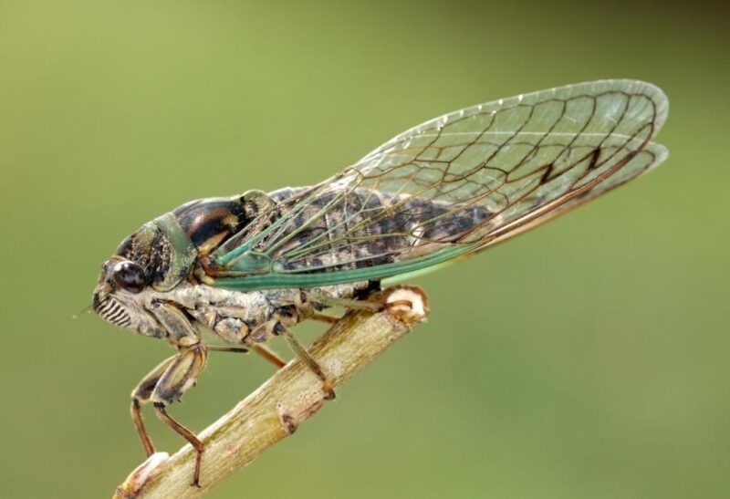 What Do Cicadas Eat