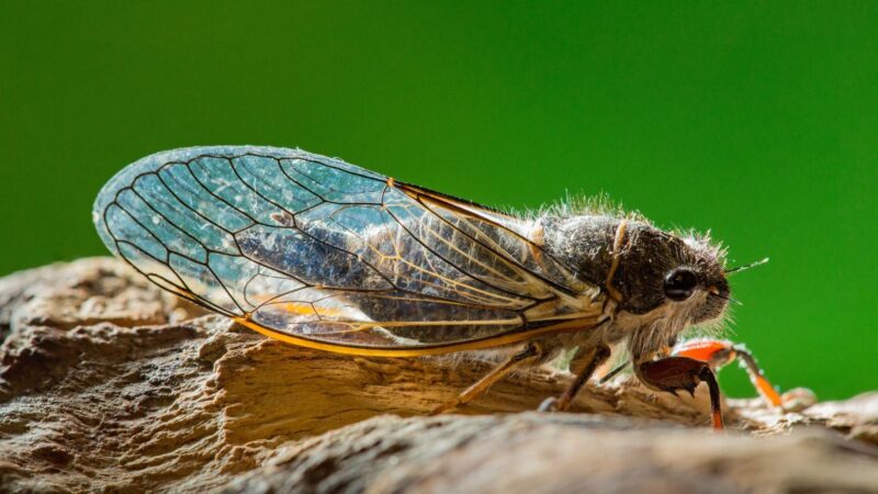 What Do Full Grown Cicadas Eat