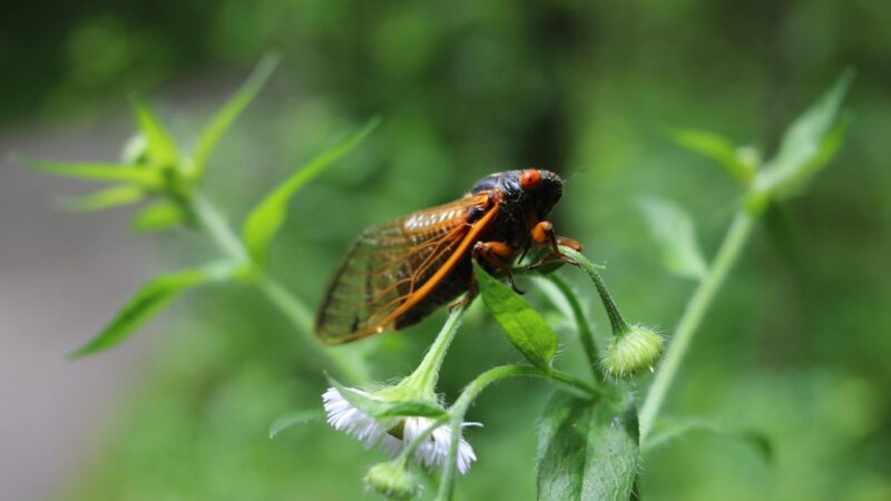 What Is a Cicada’s Favorite Food