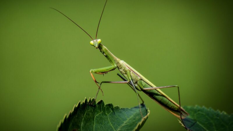 What Is a Praying Mantis Lifespan