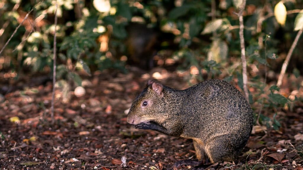 What Makes NYC Attractive to Rats