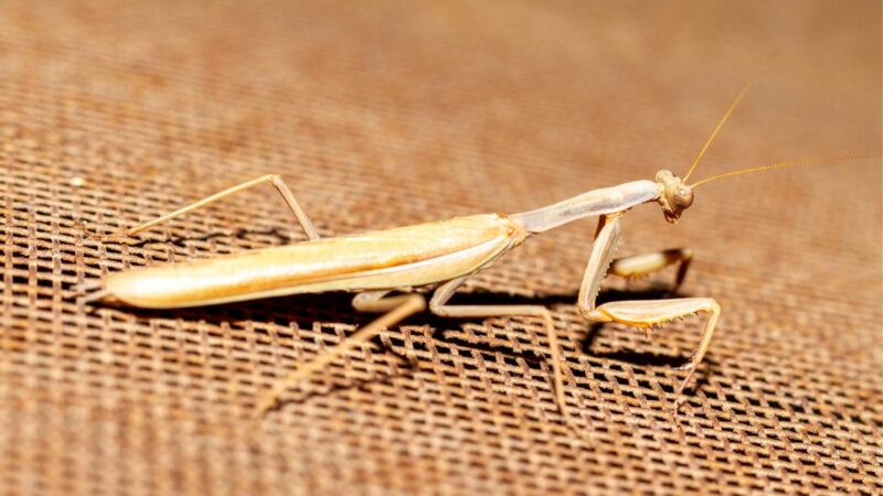 What is Brown Praying Mantis