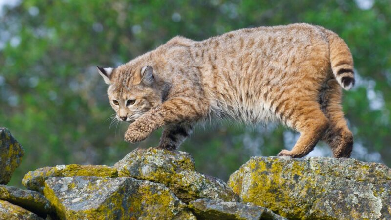 What is a Bobcat