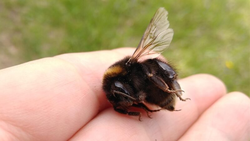 Why Do You Keep On Finding Dead Bumblebees