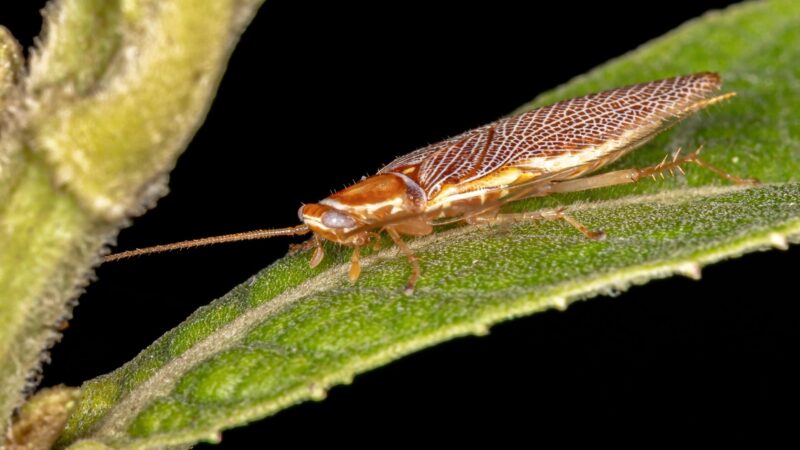 Wood Cockroach Identification