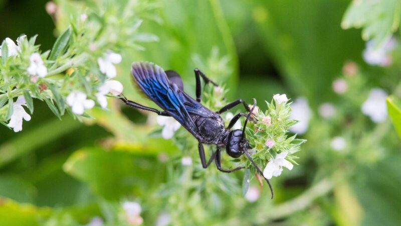 Are Blue Mud Wasps Dangerous