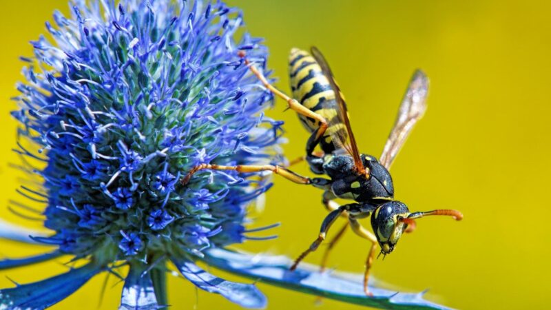 Do Wasps Do Anything Good