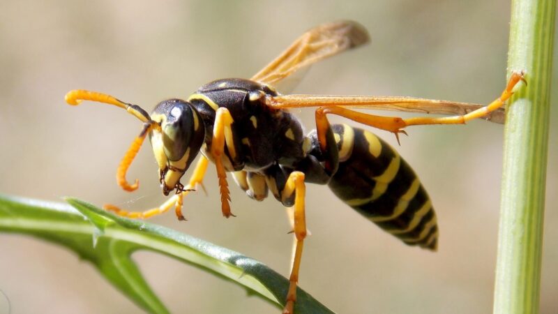 How Do Wasps Eat