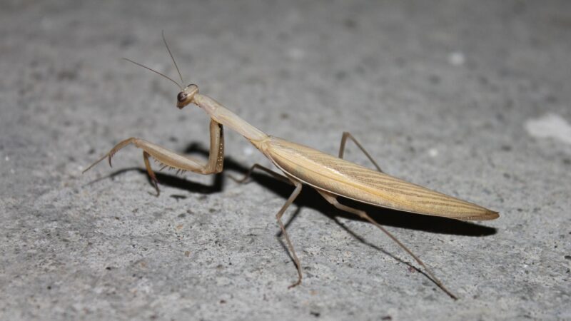 Is Praying Mantis a Threat