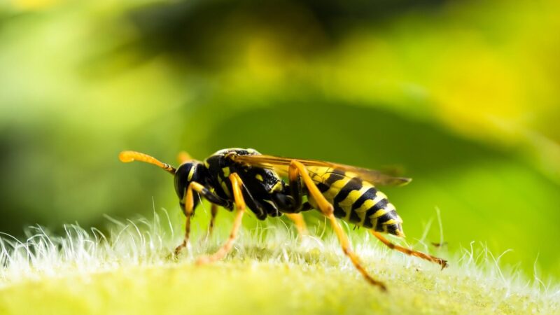What Are Wasps’ Favorite Food
