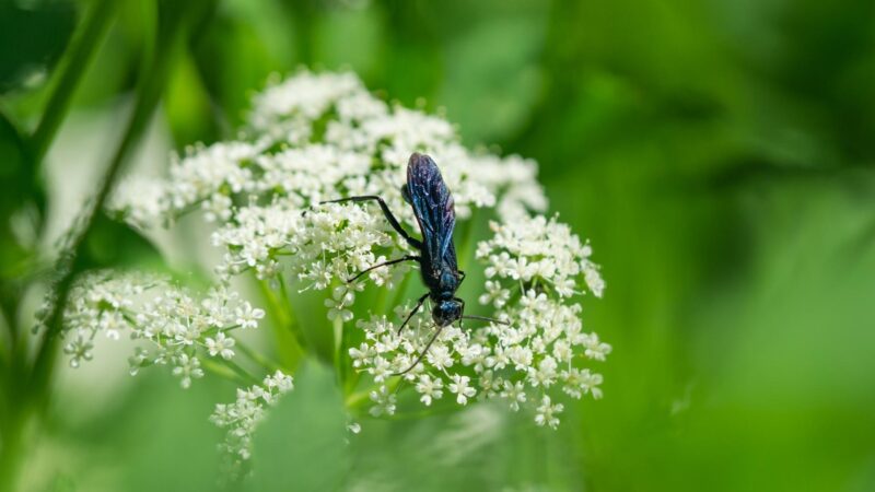 What Do Blue Mud Wasps Do