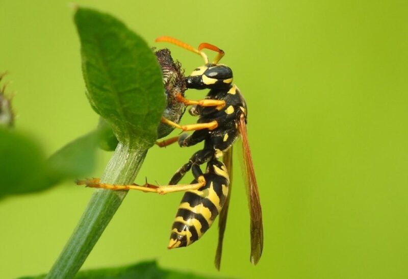 What Do Wasps Eat