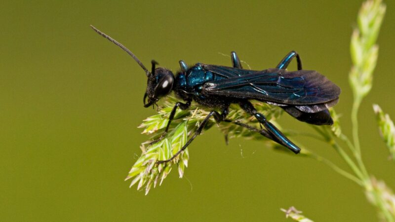 What Is a Blue Mud Wasp