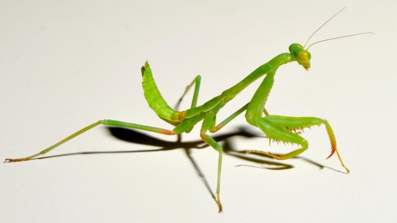 What Is a Praying Mantis