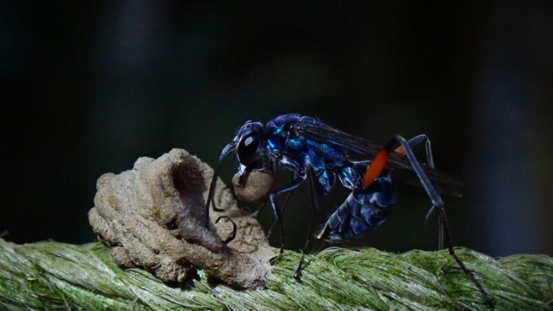 Where Do Blue Mud Wasps Nest