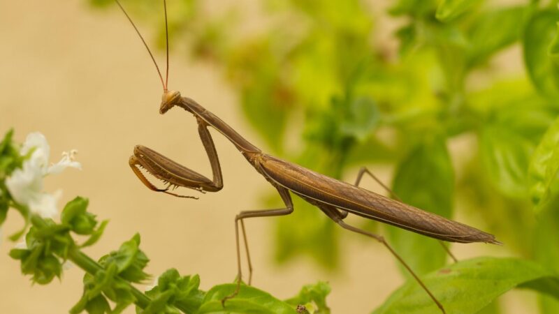 Where Do Praying Mantis Live