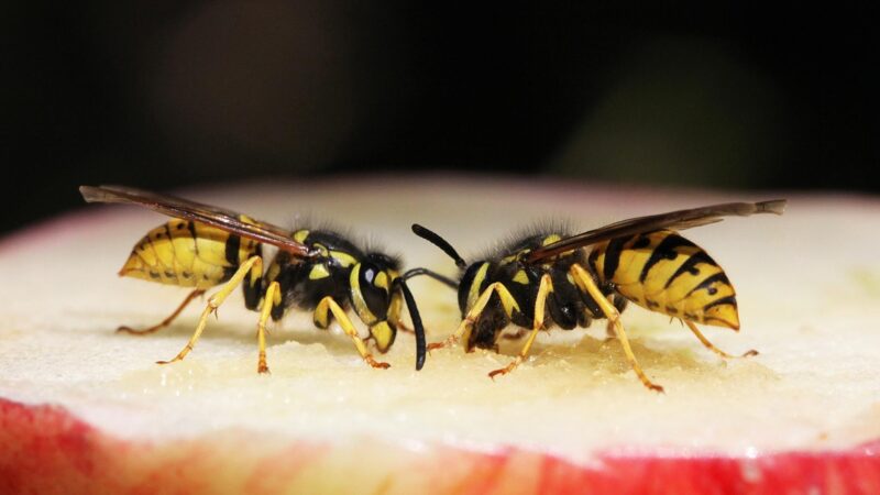 Why Are Wasps So Aggressive