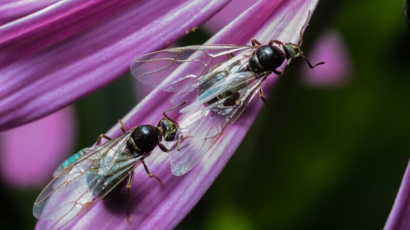 Flying Ants