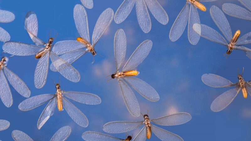 Flying Termites