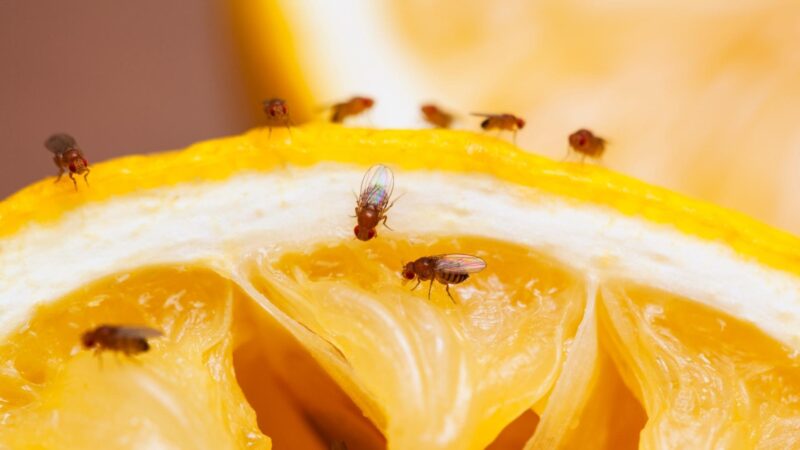 Fruit Flies