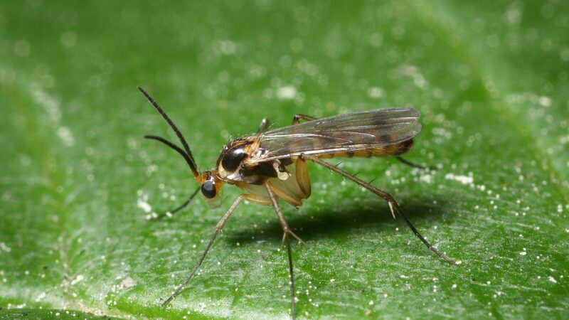 Fungus Gnats