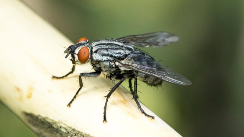 Houseflies